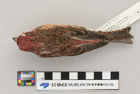 Carpodacus purpureus image