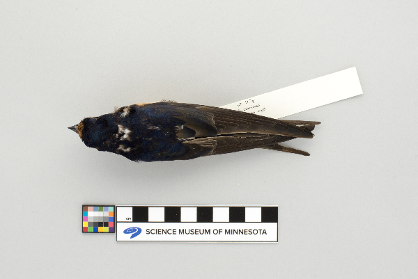 Hirundo rustica image