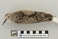 Calidris bairdii image