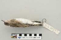 Calidris bairdii image