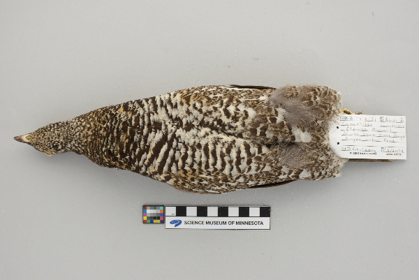 Dendragapus canadensis image