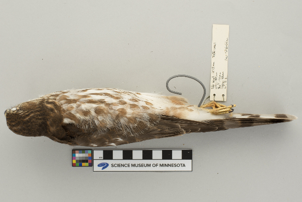 Accipiter striatus image