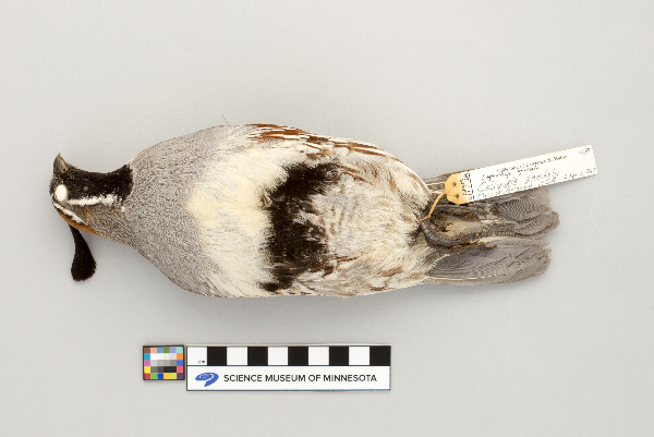 Callipepla gambelii image