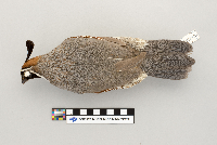 Callipepla gambelii image