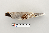 Callipepla gambelii image