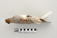Callipepla gambelii image