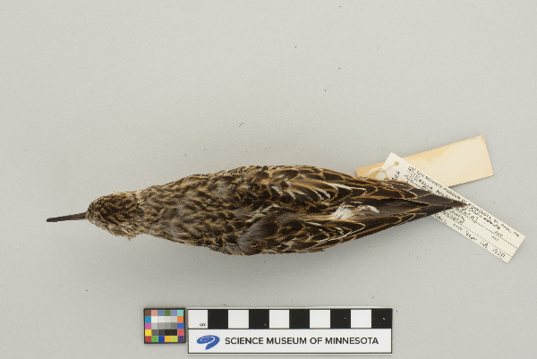 Calidris image