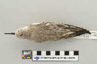 Calidris alba image