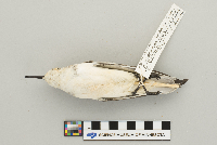 Calidris alba image