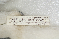 Image of Nyctea scandiaca