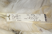 Nyctea scandiaca image