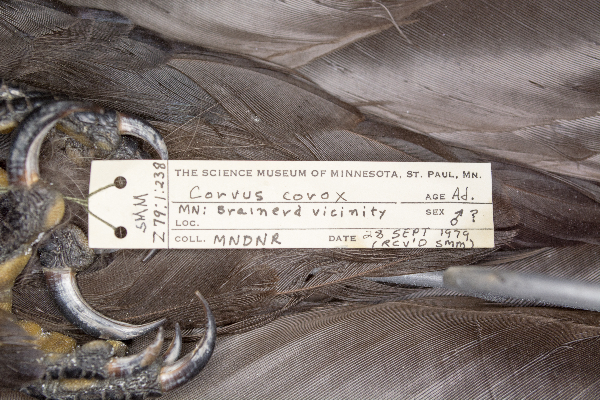 Corvus corax image