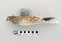 Callipepla gambelii image