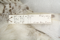 Nyctea scandiaca image