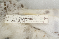 Nyctea scandiaca image