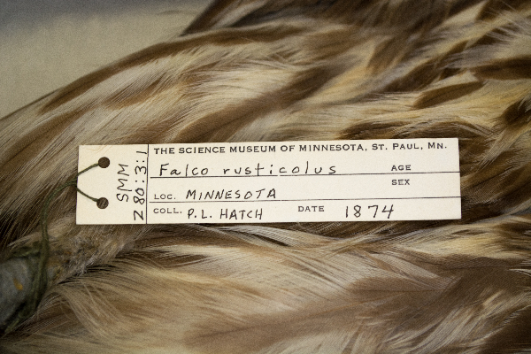 Falco rusticolus image