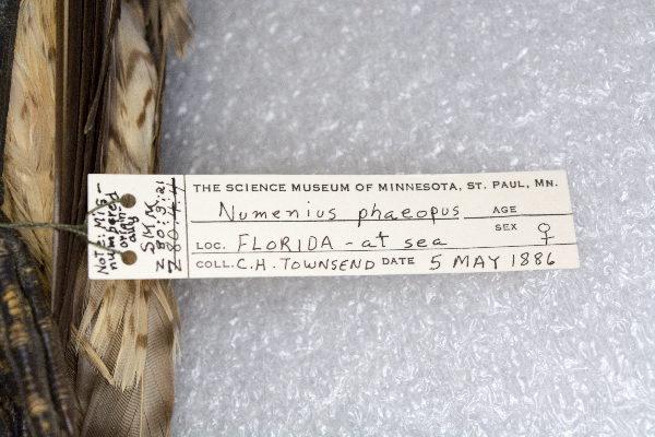 Numenius phaeopus image