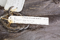 Corvus cryptoleucus image