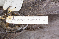 Corvus cryptoleucus image
