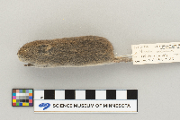 Microtus oeconomus image