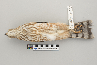 Accipiter striatus image