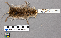 Microtus pennsylvanicus image