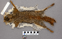 Tamiasciurus hudsonicus image