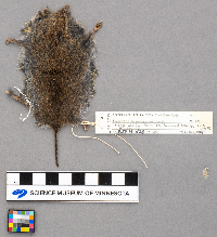 Microtus pennsylvanicus image