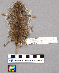 Microtus pennsylvanicus image