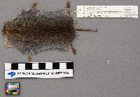 Microtus pennsylvanicus image