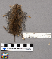 Microtus pennsylvanicus image