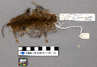 Microtus pennsylvanicus image