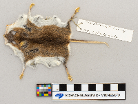 Peromyscus leucopus image