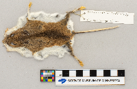 Peromyscus leucopus image