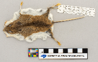 Peromyscus leucopus image