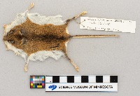 Peromyscus leucopus image