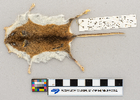 Peromyscus leucopus image