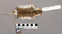 Peromyscus maniculatus image