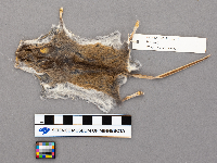 Peromyscus maniculatus image