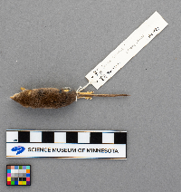Image of Sorex fumeus