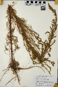 Artemisia campestris image