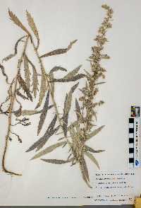 Artemisia ludoviciana image