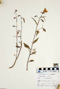 Campanula rapunculoides image