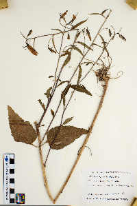 Campanula rapunculoides image