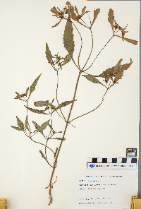 Bidens cernua image