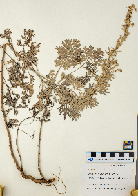 Artemisia absinthium image