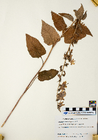 Campanula rapunculoides image