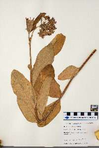 Asclepias syriaca image