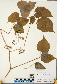 Aralia racemosa image