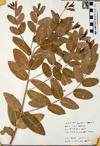 Apocynum cannabinum image